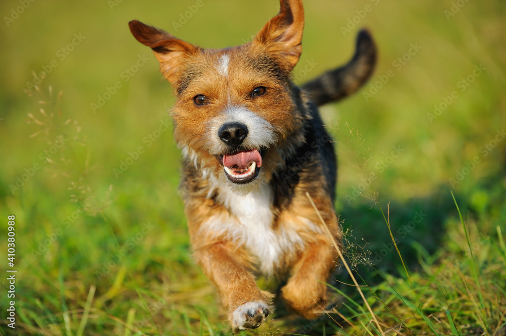 Terrier badger-dog hybrid dog on grass....Dackel Terrier Mischling .