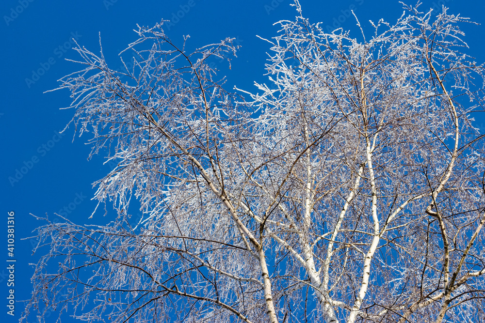 Branches of a birch crown covered with white frost on a frosty winter day. Trees on the background of blue sky in winter Branches of a birch crown covered with white frost on a frosty winter day. Trees on the background of blue sky in winter