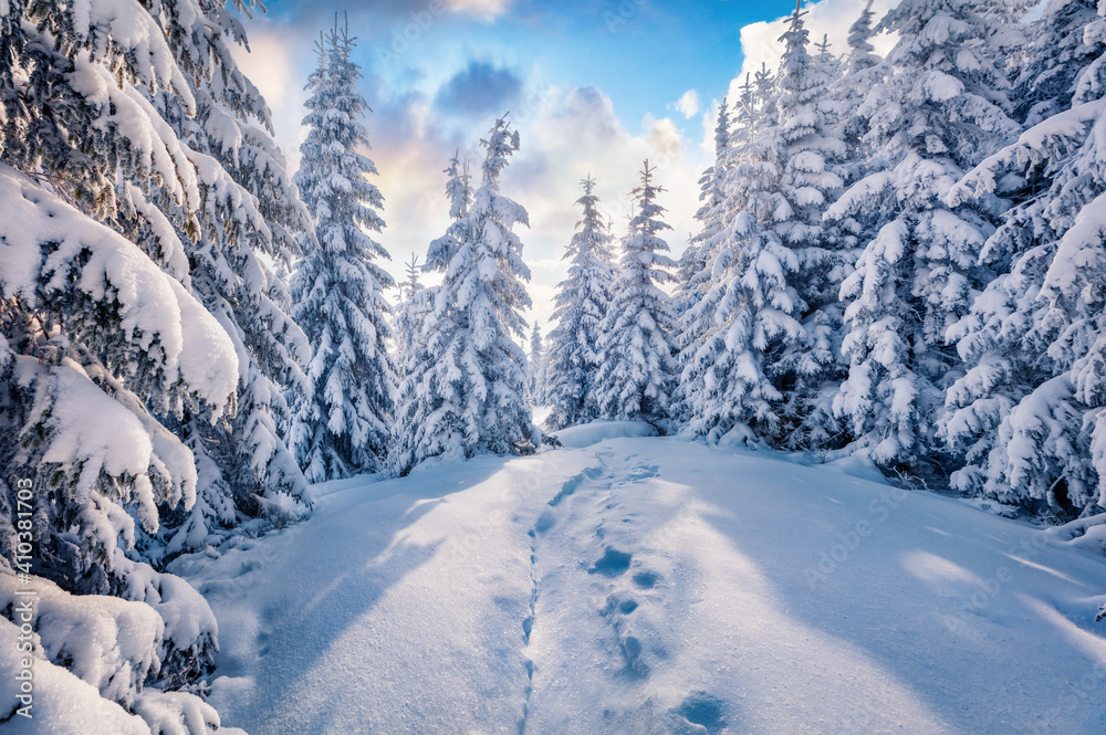 Beautiful winter scenery. Unbelievable morning  view of the mountain forest. Sunny winter landscape of Carpathian mountains. Amazing sunrise on top of hill. Beauty of nature concept background..