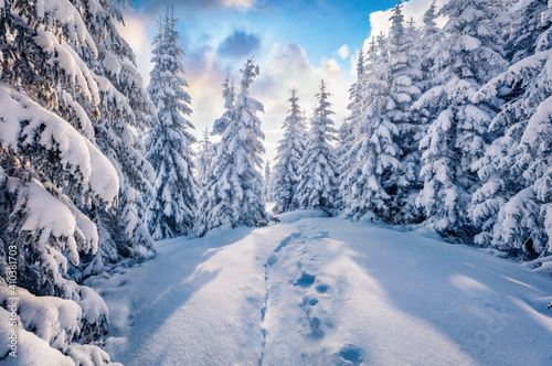 Beautiful winter scenery. Unbelievable morning  view of the mountain forest. Sunny winter landscape of Carpathian mountains. Amazing sunrise on top of hill. Beauty of nature concept background.. © Andrew Mayovskyy