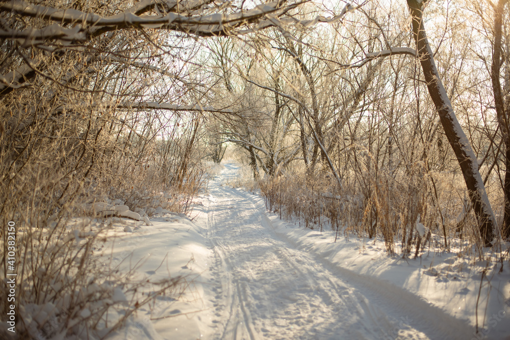 Snowy road in winter forest