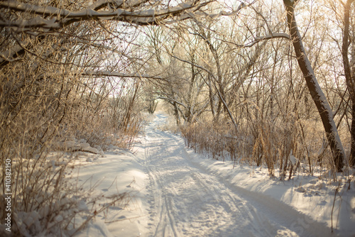 Snowy road in winter forest