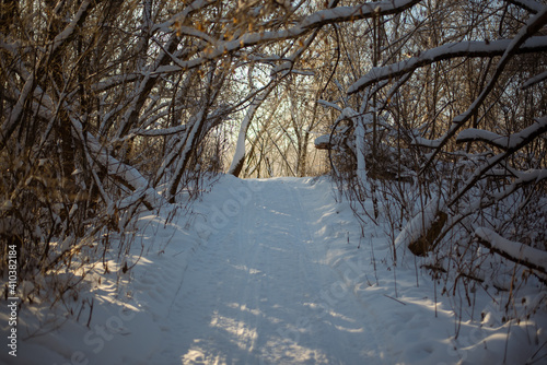 Snowy road, trees covered with snow