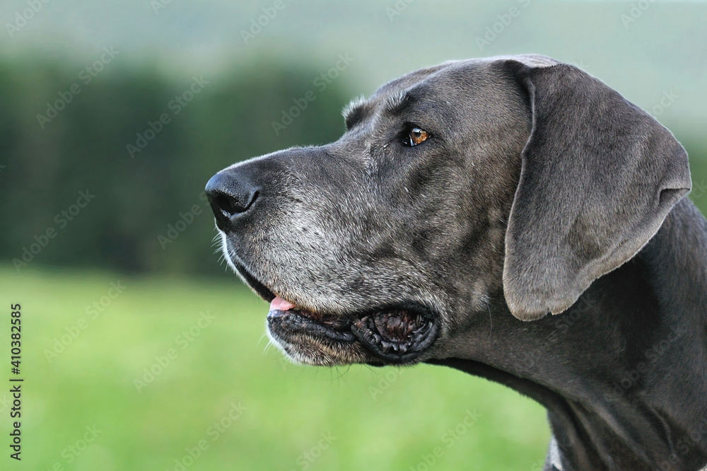 Great Dane blue  9 Years old with grey snout
