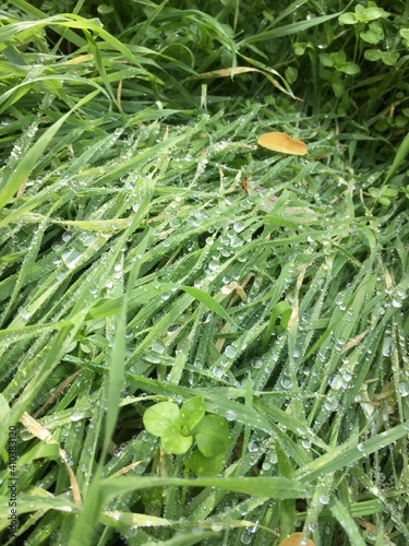 Wassertropfen auf grüner Wiese