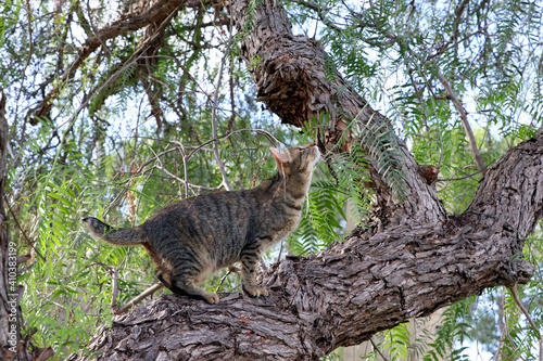 Canvas Print Gato en árbol