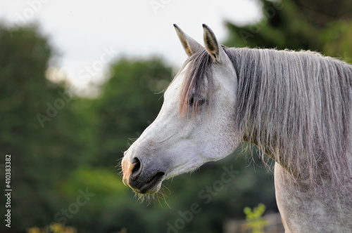 Arabian horse looking