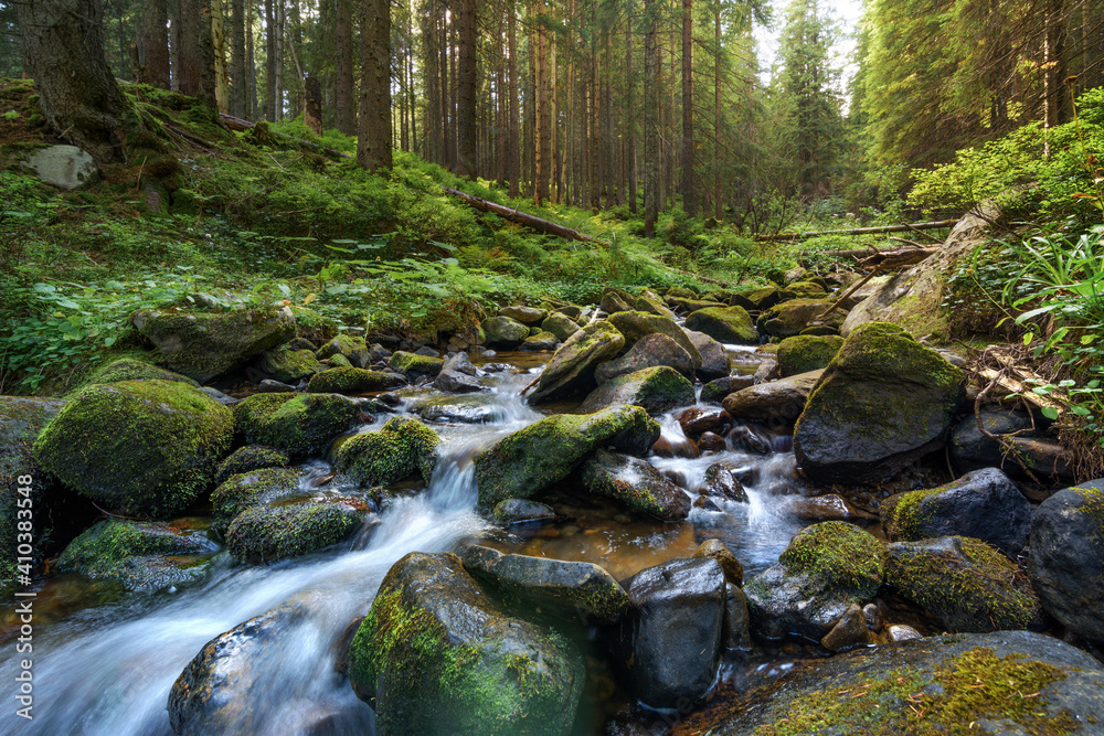 Nature landscape with mountain stream flowing through virgin spruce forest among mossy stones