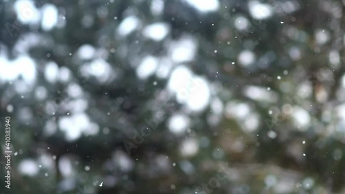 Falling snow with branches of conifers in the background, paceful swirling snowflakes, winter background