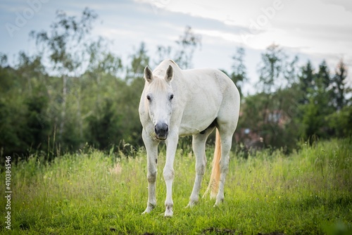White horse on the meadow