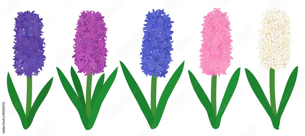 Set colored hyacinths flowers. Botanical colourful vector illustration