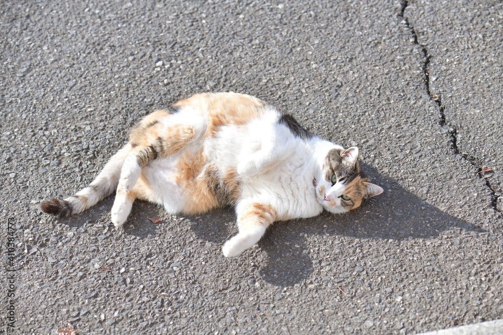 Fototapeta premium 三毛猫（１１歳）