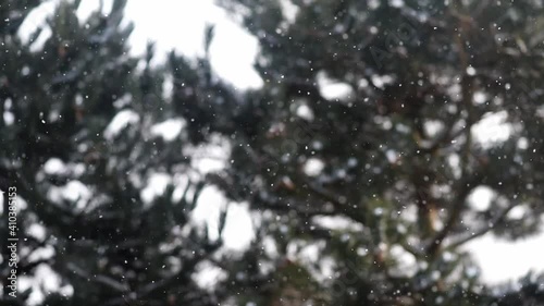Falling snow with branches of conifers in the background, paceful swirling snowflakes, winter background