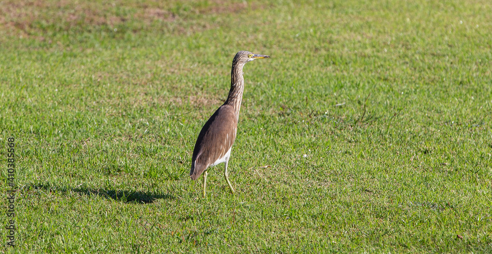 Fototapeta premium blue heron ardea cinerea bird