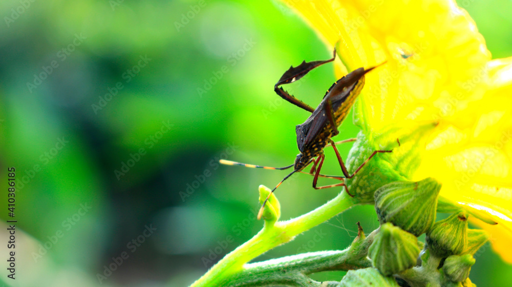Bug in a yellow flower, Colorful bug in a beautiful flower, beautiful background Bug in a yellow flower, Colorful bug in a beautiful flower, beautiful background
