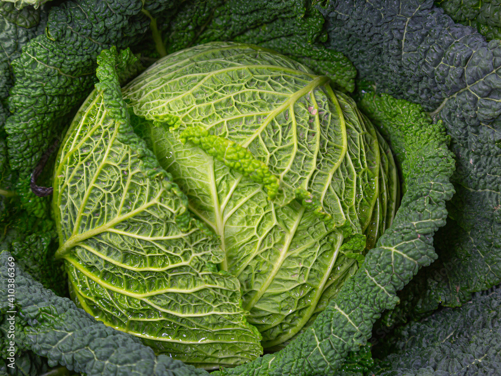Obraz premium Close-up of a savoy cabbage