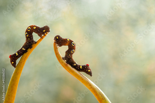 Beautiful Caterpillar on Leaf of Plant © abdul gapur dayak