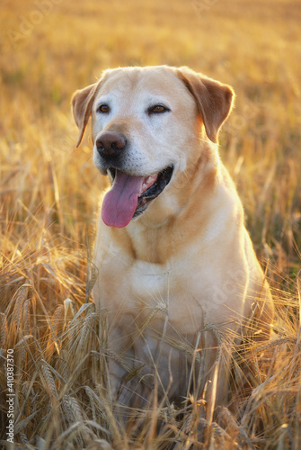 Labrador Retriever Dog sits in the evening light in the rye field