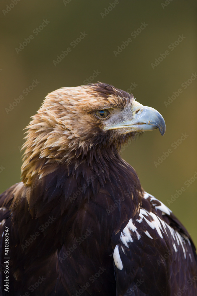 Fototapeta premium AGUILA IMPERIAL IBERICA, Aquila adalberti