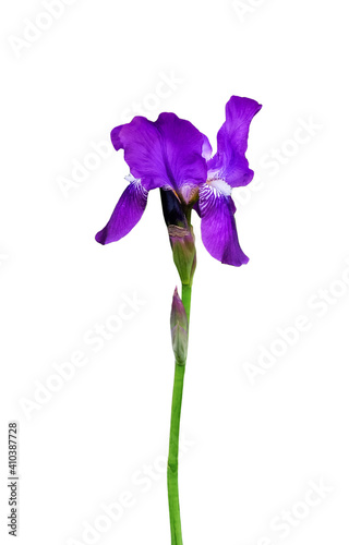 Iris germanica flower isolated on white background. Useful for beautiful floral design on holiday like 8 March (International Women day), Mother's day gift card, Easter or Wedding