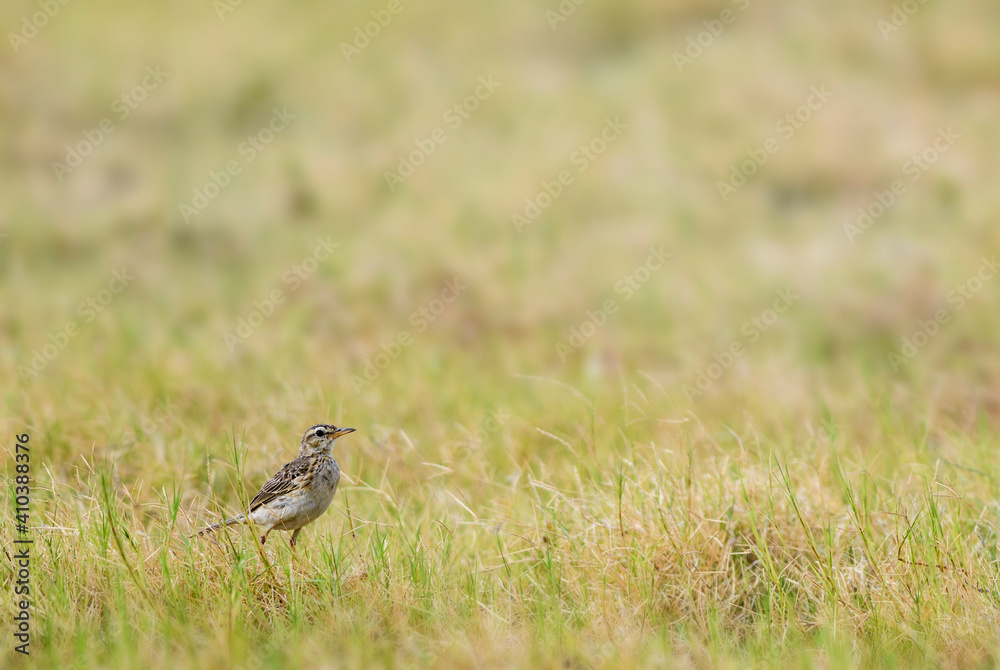 Paddyfield Pipit - Anthus rufulus, small ground perching bird from Sri Lanka grasslands and fields. Paddyfield Pipit - Anthus rufulus, small ground perching bird from Sri Lanka grasslands and fields.