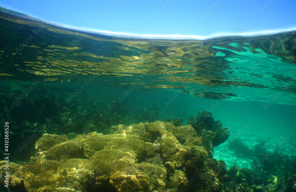 underwater coral reef . caribbean sea , Venezuela