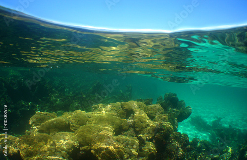 underwater coral reef . caribbean sea , Venezuela