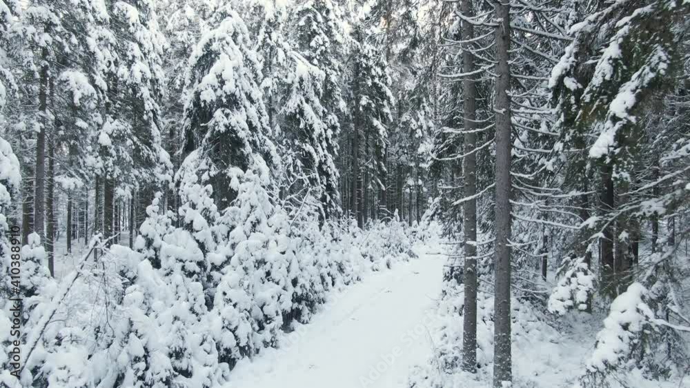 snowy trail in winter forest. drone fly in the snow covered pine forest snowy trail in winter forest. drone fly in the snow covered pine forest