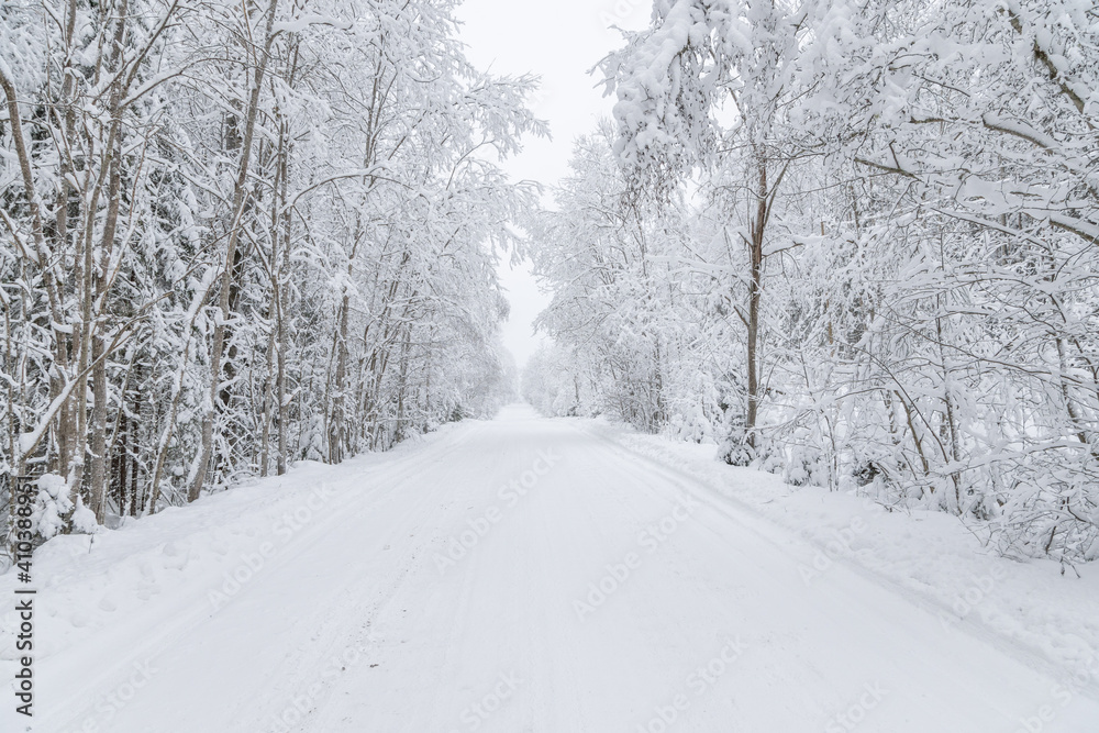 The road in the forest. Winter