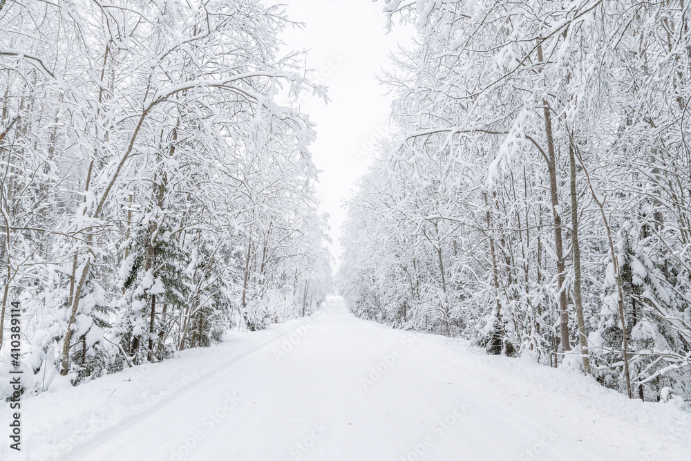 Fototapeta premium The road in the forest. Winter