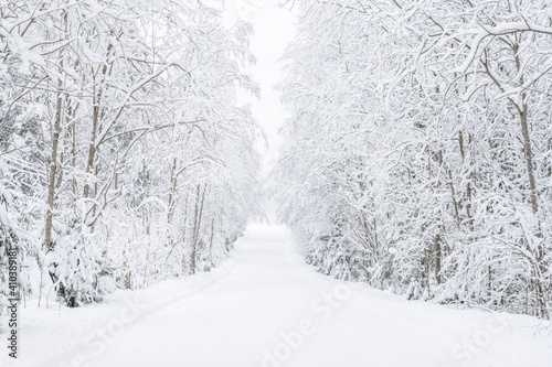 The road in the forest. Winter