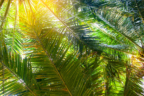 coconut palm leaves background