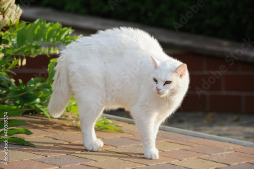 Canvas Print White Cat sees my dog and makes a hump