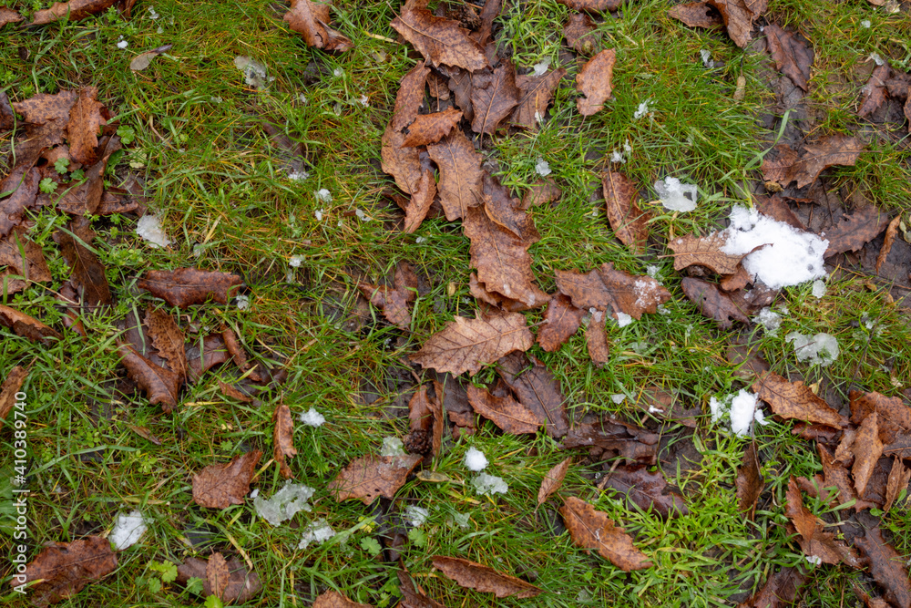 snow covered grass with leaves snow covered grass with leaves