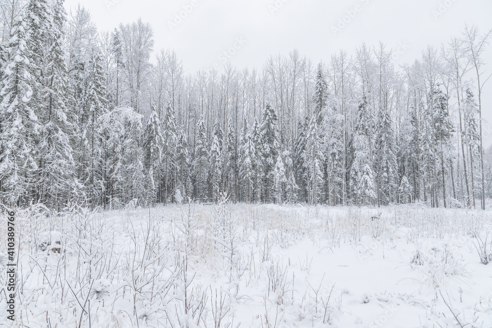 fir forest in the snow. winter fir forest in the snow. winter