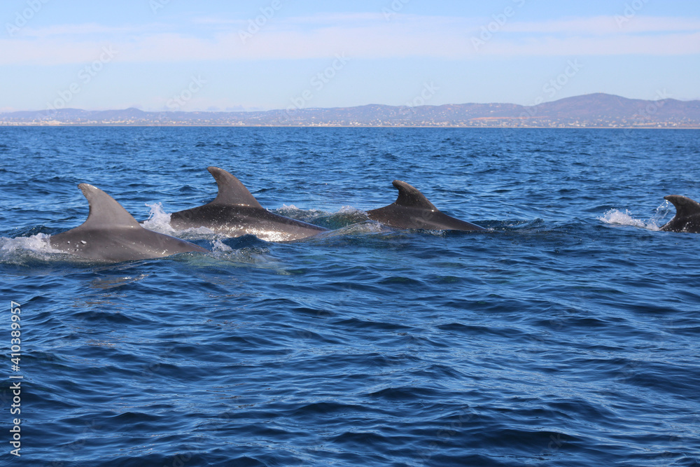 Fototapeta premium dolphin in the water