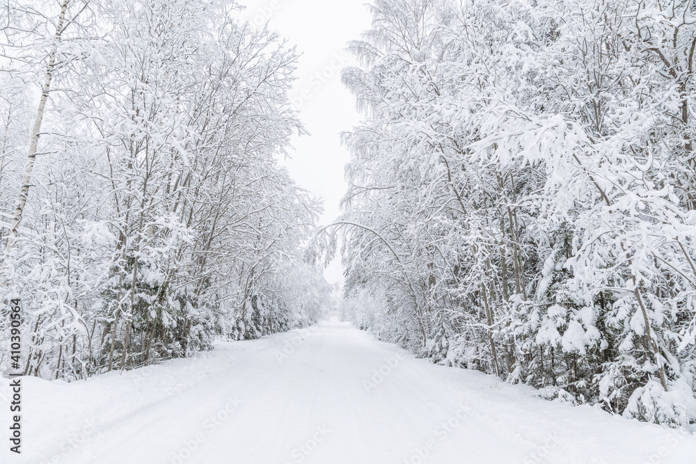 Fototapeta premium The road in the forest. Winter