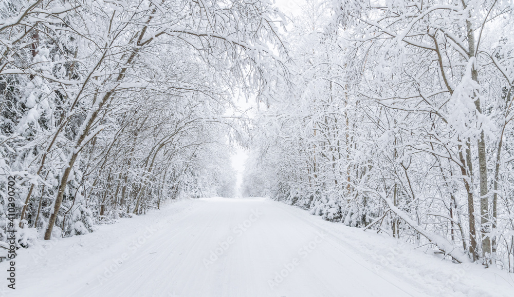 The road in the forest. Winter