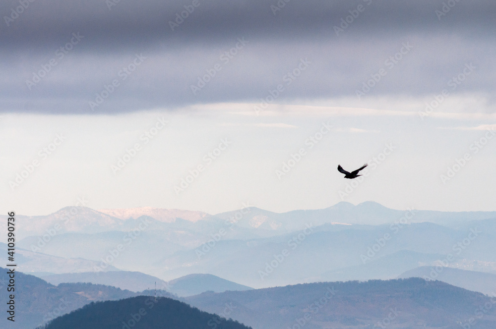 Fototapeta premium bird in the sky