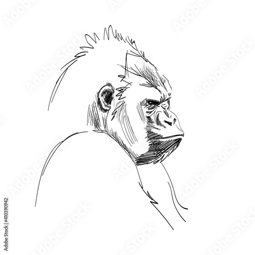 Gorilla portrait hand drawn sketch. Great ape profile black graphic sketch isolated on white background. Vector illustration
