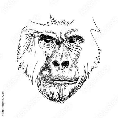 Gorilla portrait hand drawn sketch. Great ape menacing looking directly in the eyes black graphic sketch isolated on white background. Vector illustration