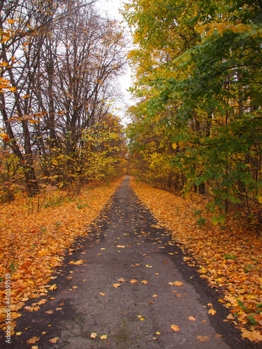 road in autumn forest © Reinaldo