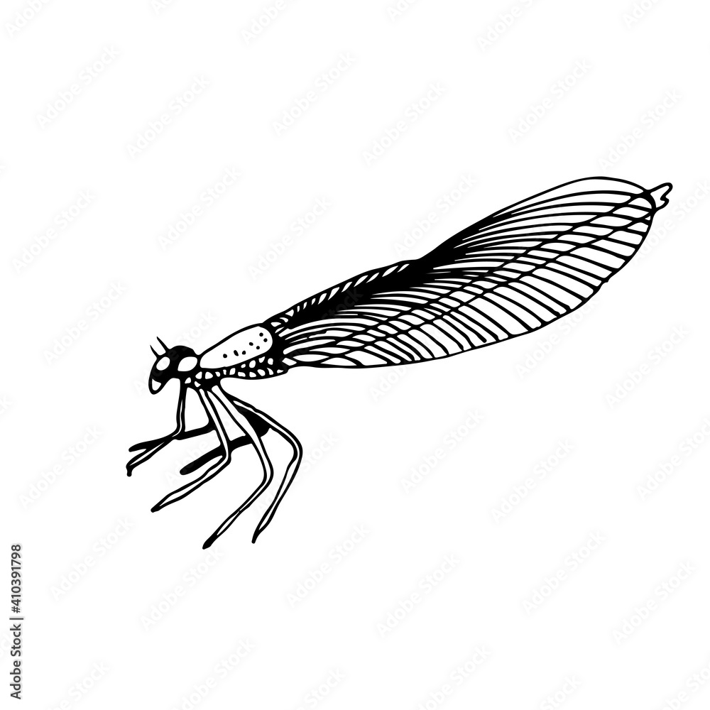 Dragonfly vector illustration, hand drawn insect isolated on white background Dragonfly vector illustration, hand drawn insect isolated on white background