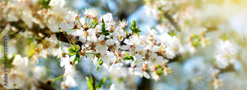 Spring abstract floral banner with white flowers. Spring blooming tree branches, selective focus.