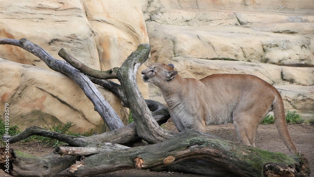 Naklejka premium Cougar next to a withered tree.