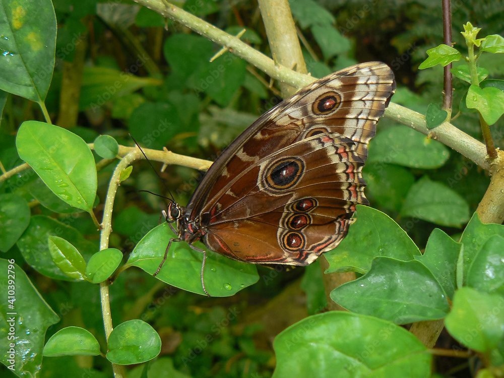 Obraz premium Exotic butterfly insect moth wings close-up detail