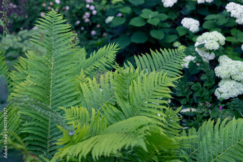 A green ferns in a botanical garden photo