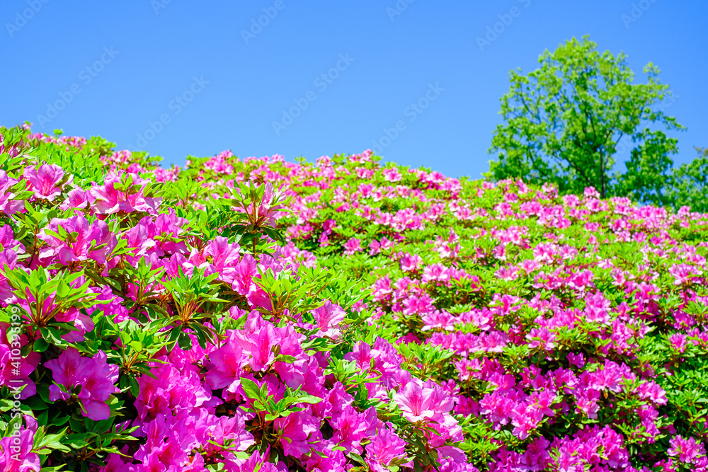 青空とツツジ サツキ の花 Stock Photo Adobe Stock