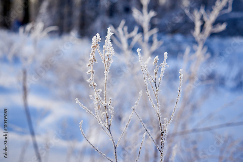 a cold winter day in the forest. the plants are covered with frost © Maya