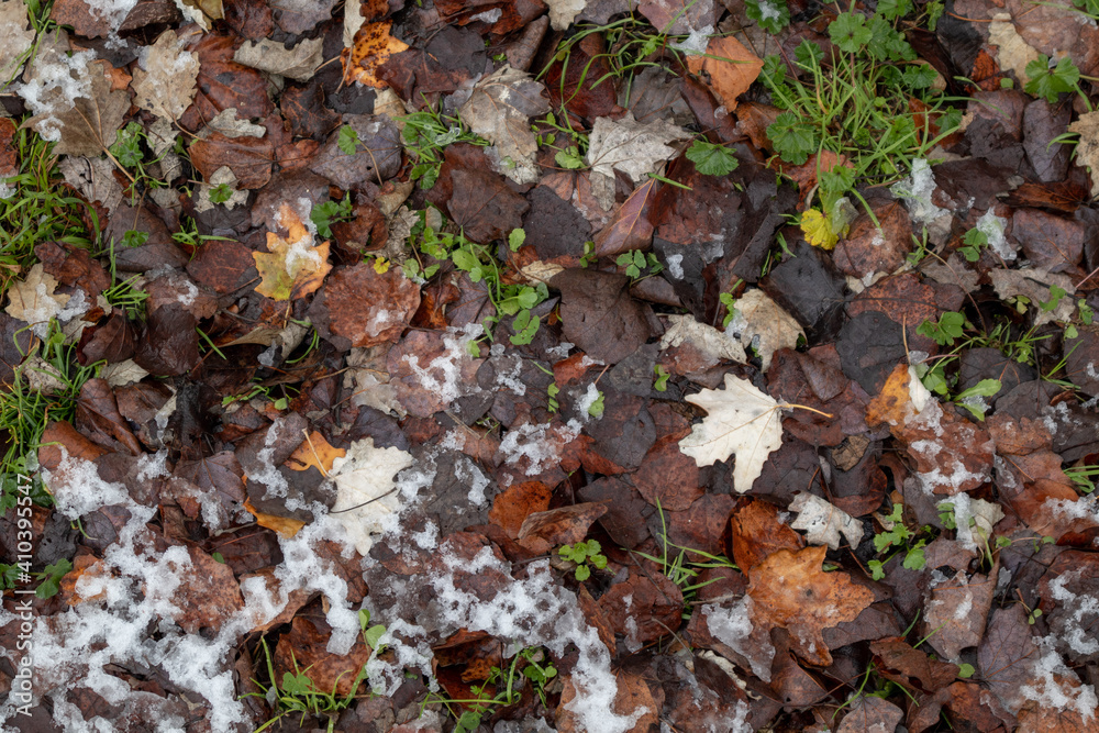 snow covered grass with leaves